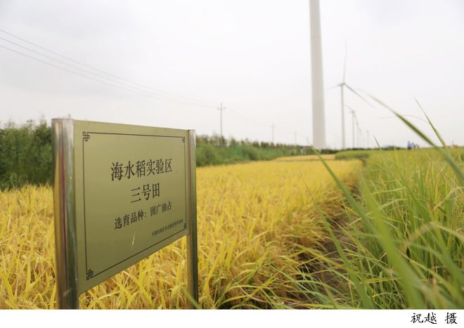 浙江平湖“海水稻”丰收的背后有这家来自上海企业的科技“秘方”pg电子平台(图1)