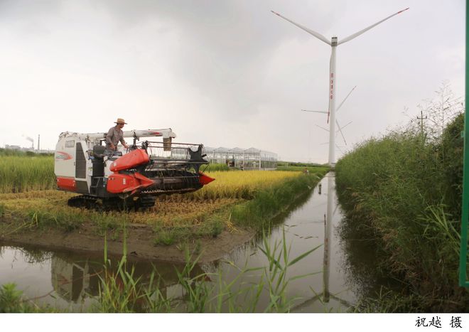 浙江平湖“海水稻”丰收的背后有这家来自上海企业的科技“秘方”pg电子平台(图3)