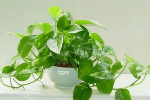 pg电子平台吸收甲醛最佳的十种植物 龙舌兰上榜第一被称为“空气卫士”(图2)