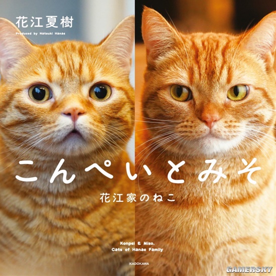 pg电子平台《鬼灭》炭治郎声优为自家猫拍写真 两只橘猫出镜(图1)