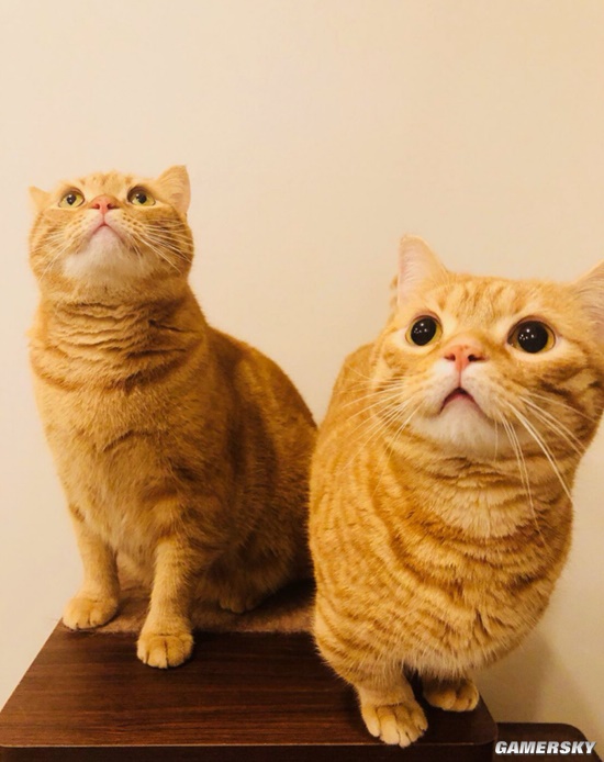 pg电子平台《鬼灭》炭治郎声优为自家猫拍写真 两只橘猫出镜(图3)