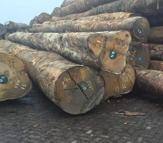 pg电子平台尼日利亚取消加工木材及木炭出口禁令(图3)