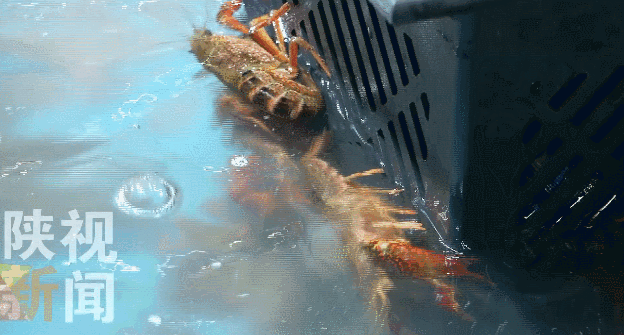 知情人pg电子平台爆料西安市场部分小龙虾为有毒物质洗涤 涉及盒马鲜生(图17)
