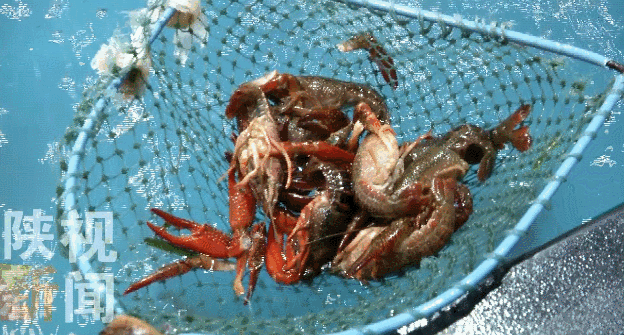 知情人pg电子平台爆料西安市场部分小龙虾为有毒物质洗涤 涉及盒马鲜生(图19)