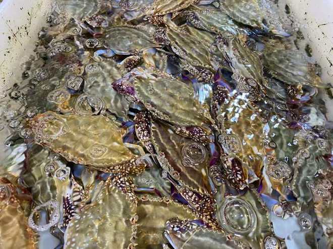 杭州水产市场螃蟹“西施”：大闸蟹、梭子蟹最近便宜了pg电子平台现在正是吃公蟹的时候(图4)