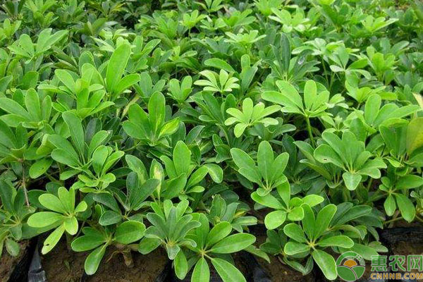 pg电子平台吸收甲醛的植物有哪些？净化甲醛最强的10种植物(图3)