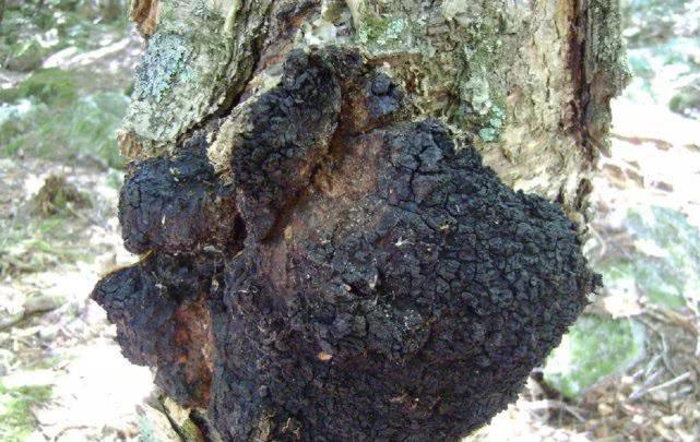 PG电子下载：农村这种长在树上的“黑炭”价值珍贵且极为罕见遇到就赚了(图1)